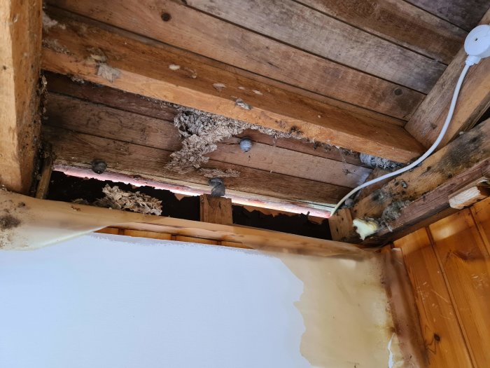 Öppet tak med borttagen isolering och synliga svarta fläckar på träbjälkarna i ett fritidshus.