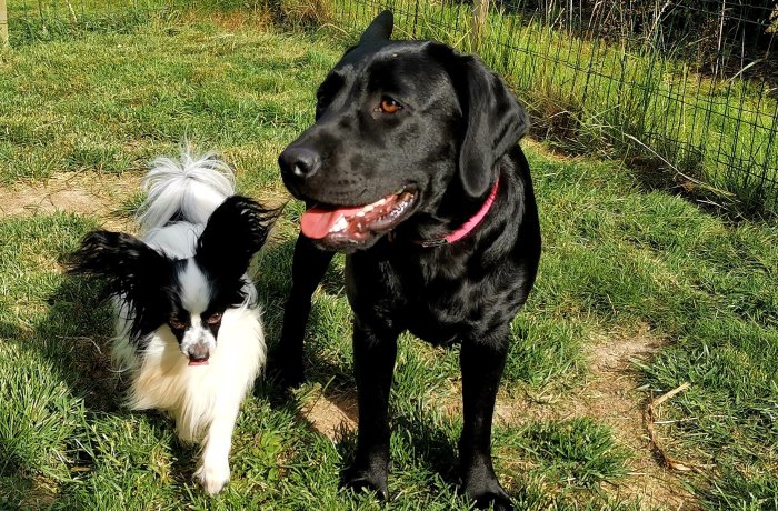 Två hundar i en trädgård, en svart labrador och en liten vit-svart papillon, båda ser glada ut.