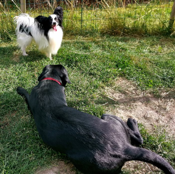 En svart hund ligger på gräset framför en stående vit och svart hund i en trädgård.