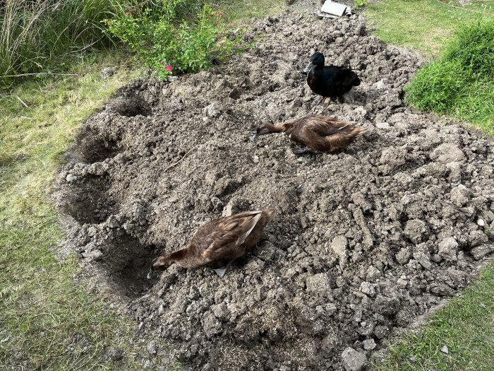 Tre ankor på en hög med grävd jord i ett trädgårdshörn, förberedelse för en paradisträdgård.