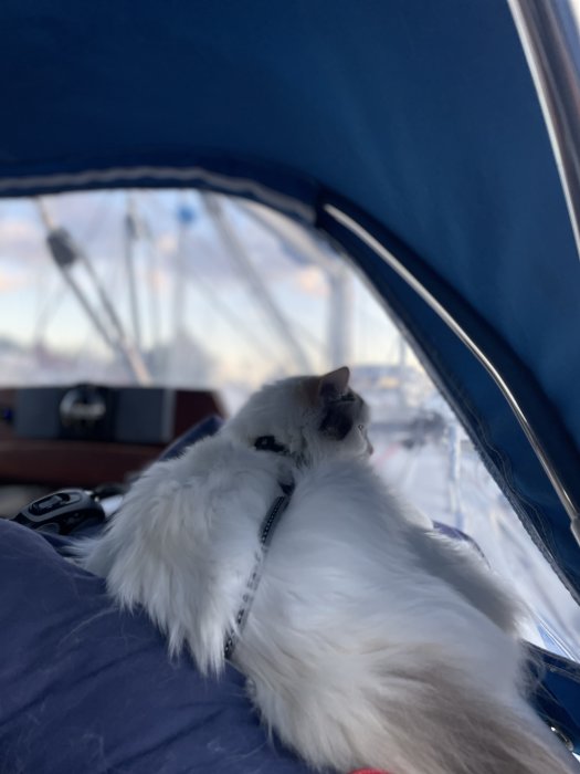 Fluffig vit katt med sele som slappnar av i en båt med sikten av segelmastar i bakgrunden.