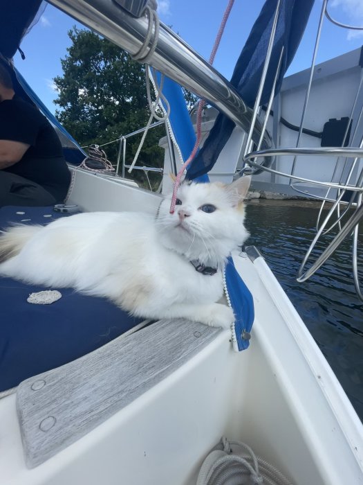 Vit katt med blått halsband avslappnad ombord på segelbåt med rep och segelutrustning runtomkring.