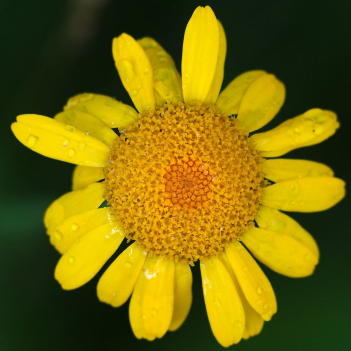 Gul korgblommig växt, Anthemis tinctoria, med daggdroppar på bladens spetsar.