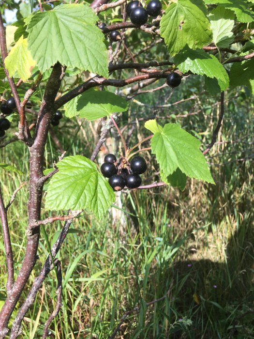 Svarta bär på gren med gröna blad, okänd sort, mot en bakgrund av gräs och buskar.