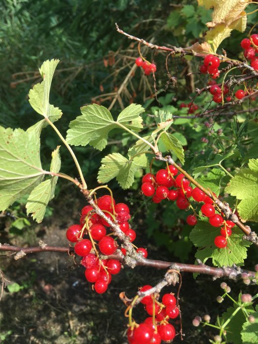 Röda bär i klasar på gren med gröna blad mot en suddig grönskande bakgrund.