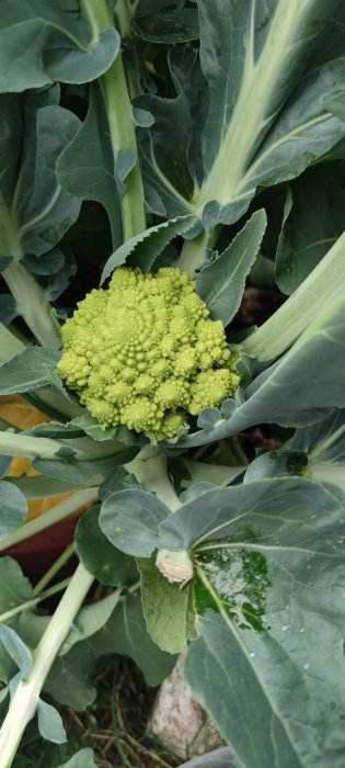 Broccoli med ovanlig spiralformad struktur omgiven av gröna blad i en trädgård, med vattendroppar på bladen.