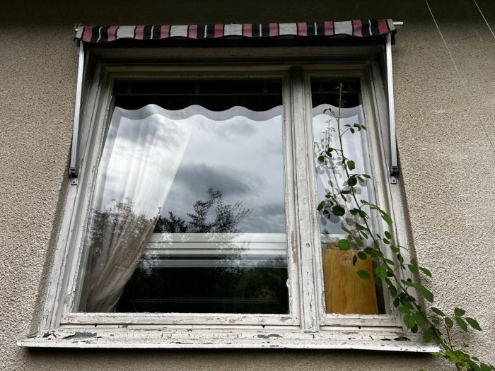 Nyinstallerat fönster med putsfasad och växt, visar delvis synlig isolering och tegel bakom en tillfällig träplugg.