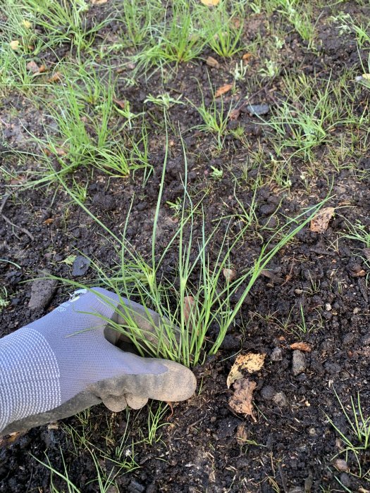 Hand i trädgårdshandske drar i tå av växande gräs på en ojämnt sådd och delvis kal gräsmatta.