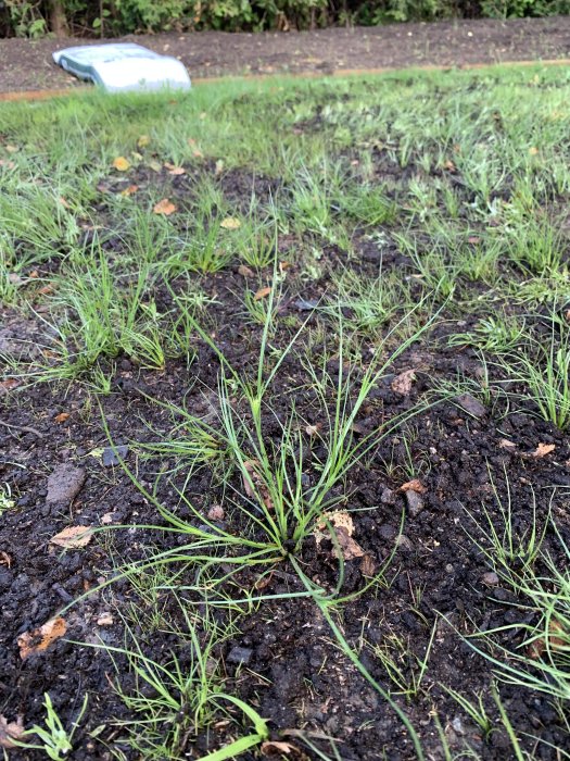 Patchy grass growth with clusters of unidentified green tufts on bare soil, possibly weeds or ängsgröe.