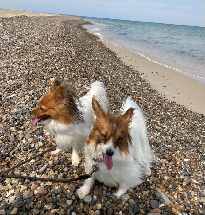 Två små hundar på en stenig strand vid havet nedanför Badhotellet i Danmark.