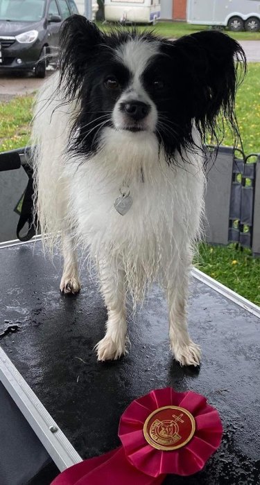 Våt svartvit hund står bredvid en utställningsrosett, med en stolt blick och hängande öron.