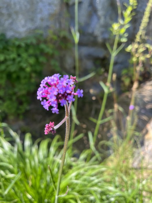 Jätteverbena som blommar med lila blommor, över två meter hög, mot en suddig bakgrund av grönska.