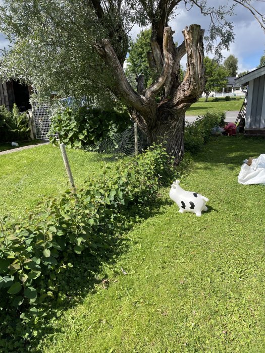 Växande häck med några luckor framför en stor, skulptural trädstock på en gräsmatta med dekoration.