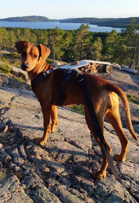 Hund i sele väntar på en klippa med skog och sjö i bakgrunden under en löprunda.