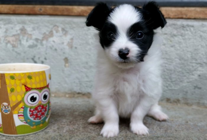 Ung svartvit hundvalp bredvid en kaffemugg med uggledesign på grått underlag.