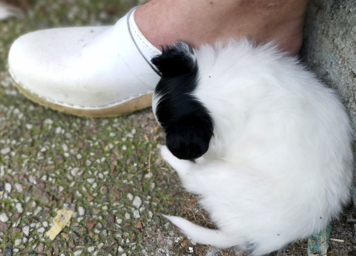 En liten hund, Tobbe, ligger bredvid en stor vit träsko storlek 46-47.