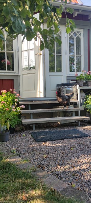 Höna står på trappsteget framför en vit dörr till ett rött hus omgiven av grönska och blommor.