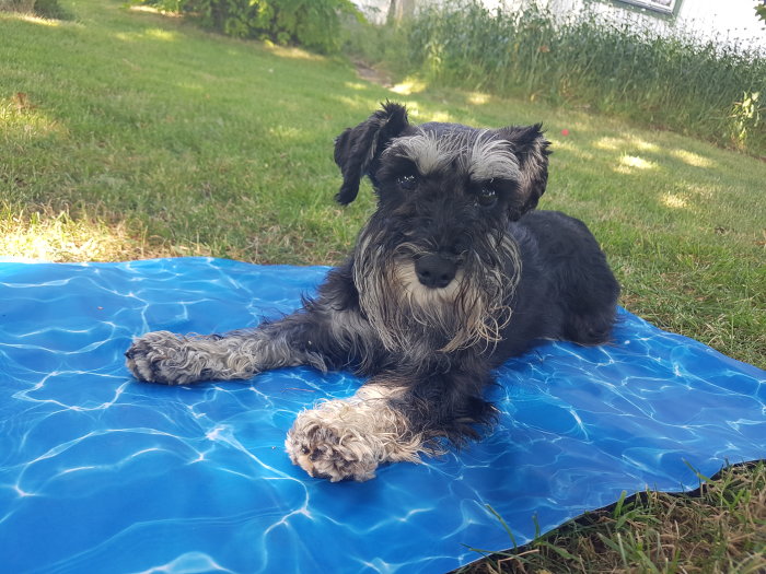 Hund ligger på en blå kylmatta i gräset för att svalka sig på en varm dag.