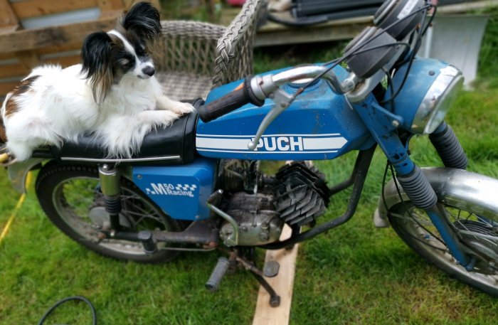 En hund som ligger och vilar på sadeln av en blå Puch moped på en gräsmatta.