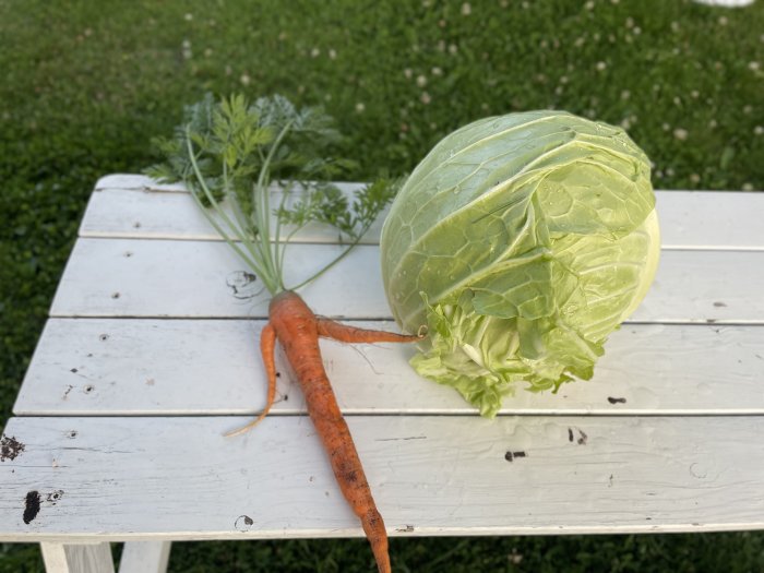 Ett nyskördad stort vitkålshuvud och en morot på ett vitt träbord utomhus.