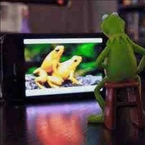 Kermit the Frog-leksak som ser på två gula grodor på en skärm.