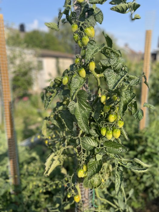 Omoget gröna tomater på plantan i en trädgård, redo att börja skörda snart.
