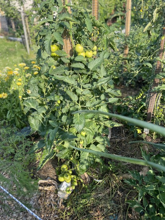 Gröna omogetomater på plantor stöttade av pålar i en grönsaksträdgård, med frodig omgivning.