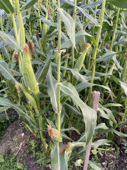 Majsfält med mogna majskolvar nära skörd, omgivet av gröna blad och stjälkar.