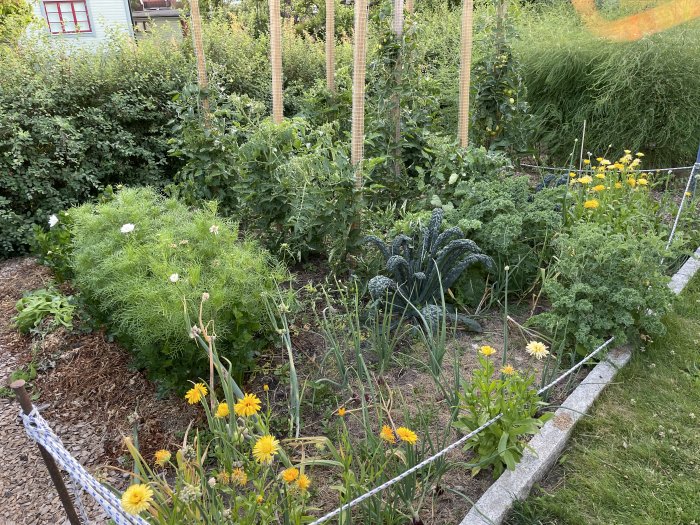 Trädgårdsland med vitkål, tomatplantor på stolpar och majs, omgivet av grönska och blommor.