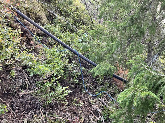 Svart skyddsslang (PEL40) på sluttning bland grönska, rider på mossa och hänger fritt på platser.