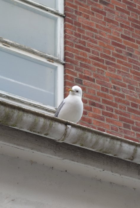 En vit mås sitter på en takkant framför ett tegelhus och ett fönster.