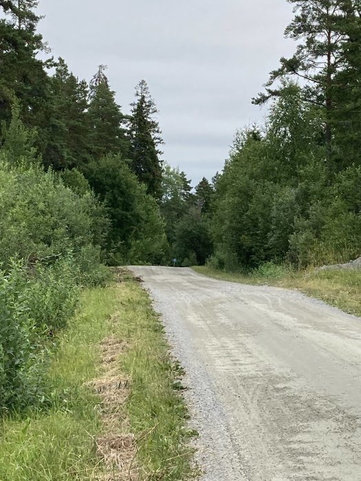 Grusväg som slingrar sig genom en skogsdunge med frodig grönska på båda sidor.