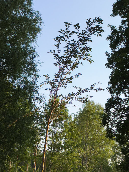 Ungt träd med mörka blad mot en bakgrund av grönskande träd och klarblå himmel.