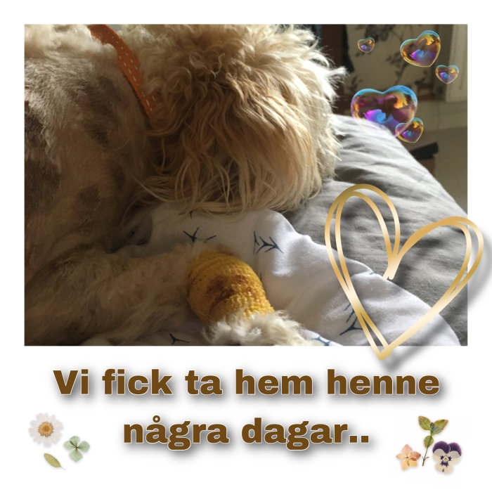 En trött hund med en gipserad tass vilar på en kudde, med texten "Vi fick ta hem henne några dagar.." och hjärtformade bubblor.