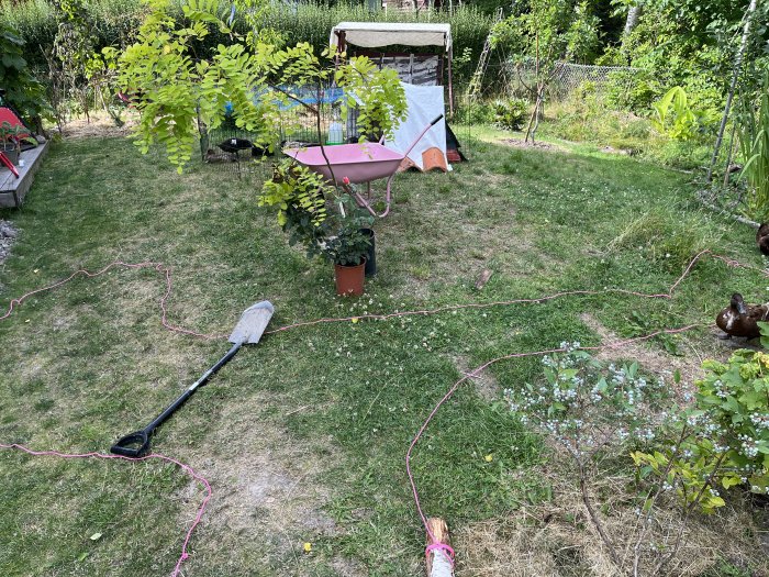 Trädgård med nyligen planterade träd och ros, spade på gräsmatta och en anka nära en rosa sladd.