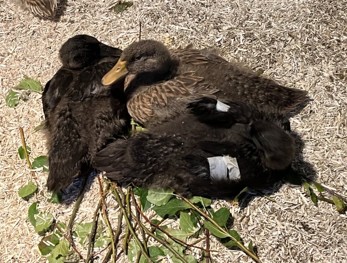 Tre unga ankor med tejpade vingar vilar på ett lager av halm och grenar.