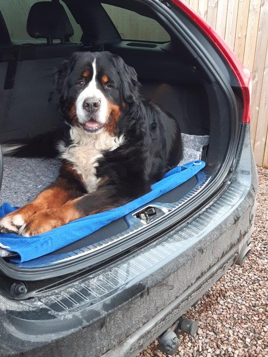 Berner sennen hund som ligger i bagageutrymmet på en bil med en blå filt.