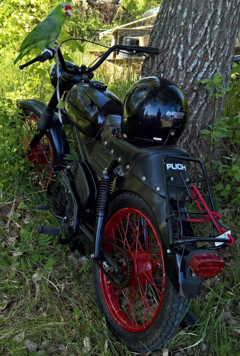 Papegoja på styret till en svart och röd Puch-moped parkerad i grönska med hjälm på sadeln.