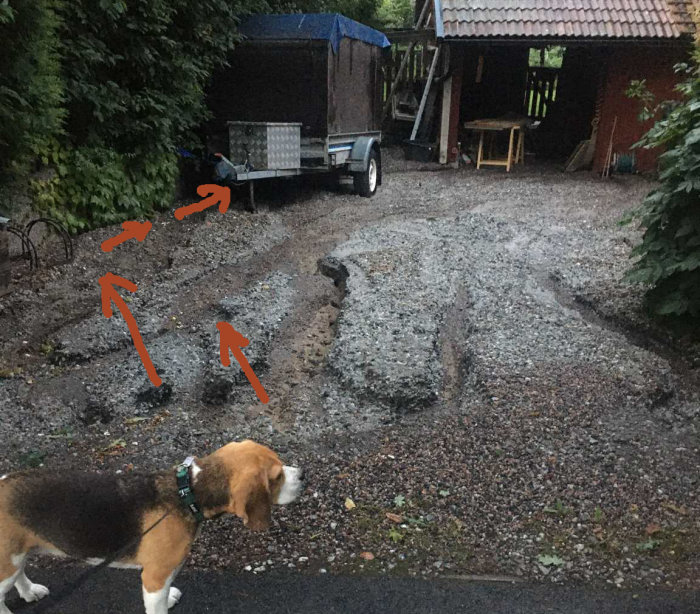 Hund framför en grusuppfart med spår av grävarbete och en släpvagn i bakgrunden.