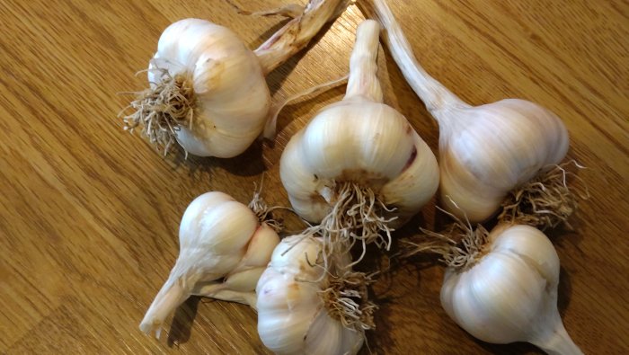 Flertal torkade vitlökar med lösa skalstrån på ett träbord.
