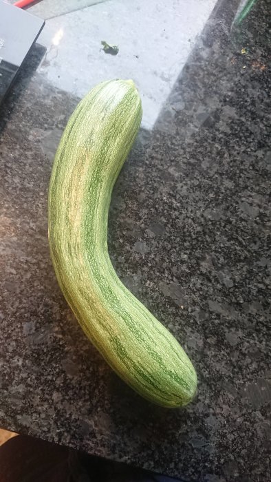 En squash ligger på ett mörkt köksbänkskiva, tyder på en kommande riklig skörd.