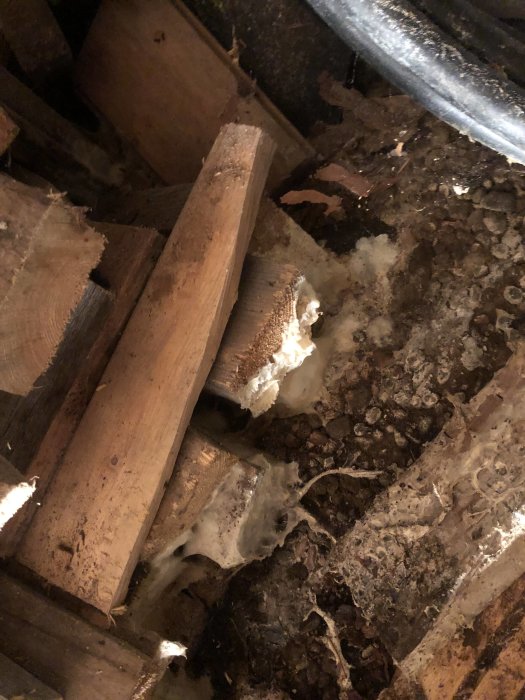 Skadade träbjälkar och isolering i en byggkonstruktion med synliga tecken på mögel och förfall.