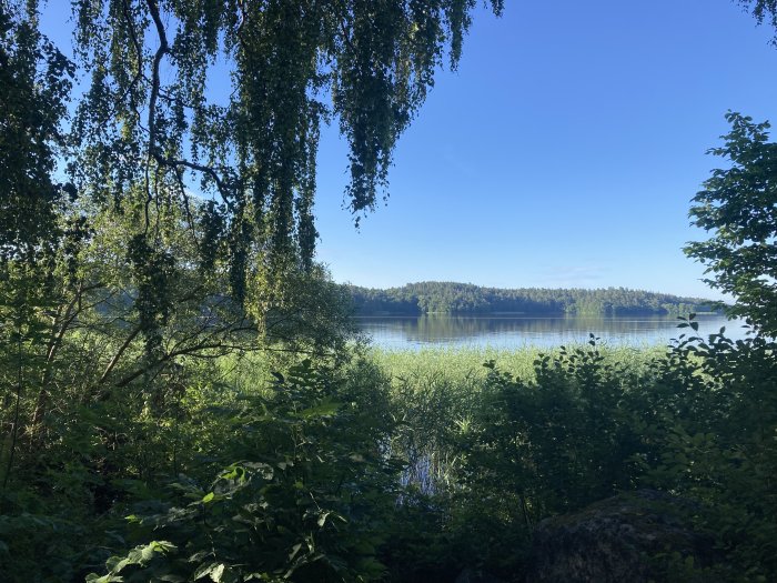 Utsikt genom grönskande träd och buskar över en lugn sjö en solig dag.