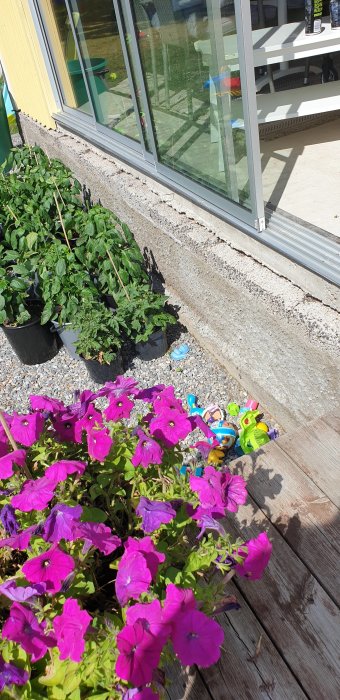 Blomlådor med basilika och tomatplanter vid ett hus med glasparti, närbild på rosa blomma, leksaker på marken.