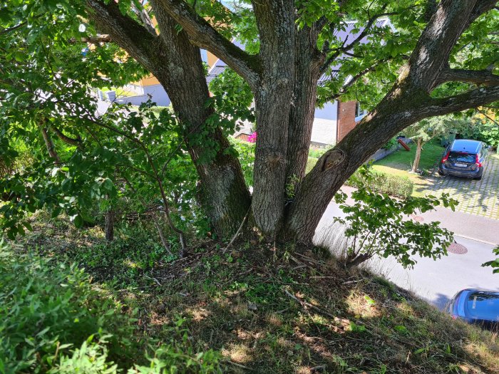 Bild på ett robust träd med kraftiga grenar på en sluttning vid en gata med parkerade bilar.