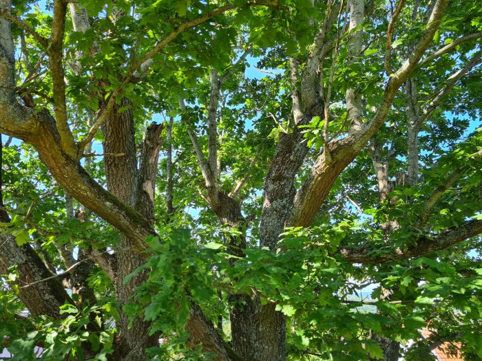 Lövträd med tjocka grenar och gröna blad mot en klarblå himmel.