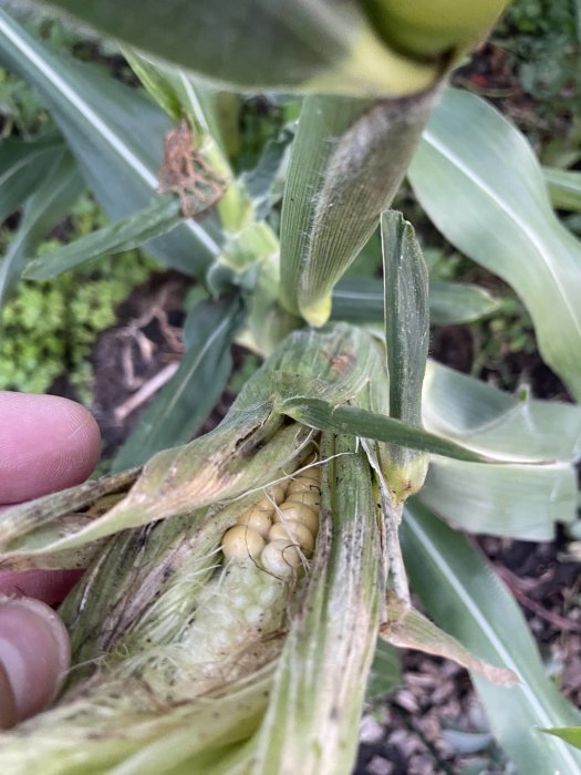 Närbild på en omogen majs som delvis är öppnad i ett majsstjälk.