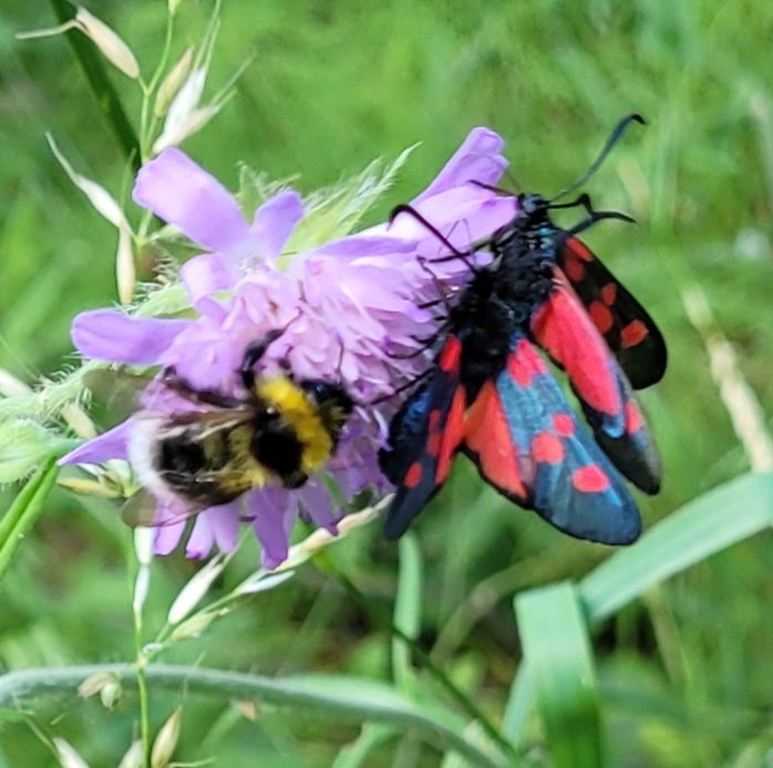 Humla och bastardsvärmare på en lila blomma.