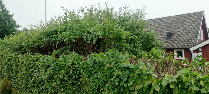 En överskådlig bokhäck med nyklippta toppar framför ett rött hus med svart tak.