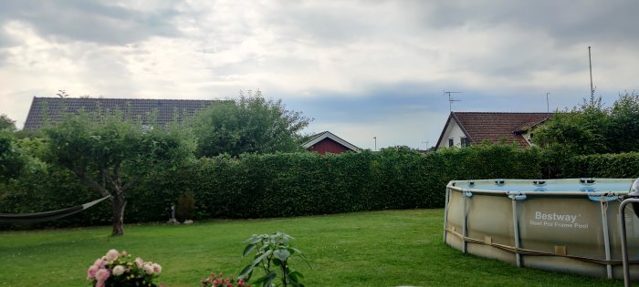 En tätt och hög bokhäck i en trädgård med en pool och hus i bakgrunden.